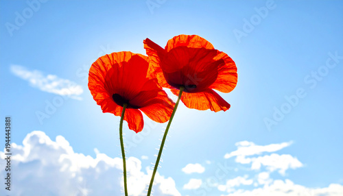 Wallpaper Mural poppy flowers against blue sky Torontodigital.ca