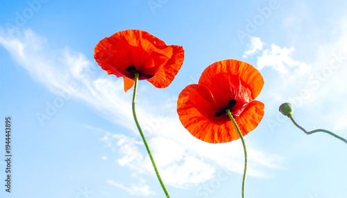 Wallpaper Mural poppy flowers against blue sky Torontodigital.ca