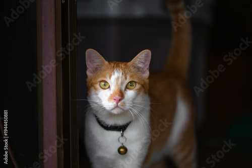 Ginger Cat, Looking, Portrait, Animal, Animal Body Part
