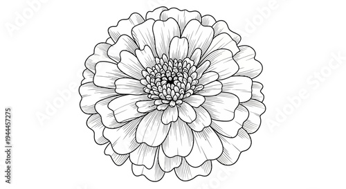 Detailed Black and White Line Art Illustration of a Beautiful Multi-Petaled Flower, Hand-Drawn Vector Sketch Isolated