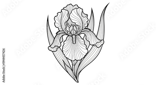 Elegant Iris Flower Line Art Illustration. Detailed Botanical Drawing with Leaves. Monochromatic Floral Design Element.