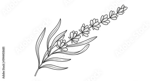 Detailed botanical lavender sprig line drawing illustration. Aromatic floral art, elegant monochrome vector for design projects.