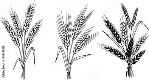 Grains plants and cereal, rye barley and wheat ear spikes. Bakery food concept. Hand drawn sketch vector illustration
