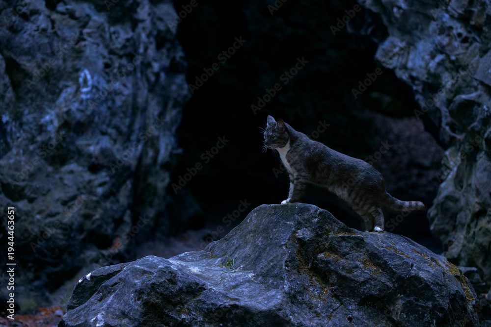 Obraz premium A domestic cat stands alert on a rock in a dark, rocky environment at night