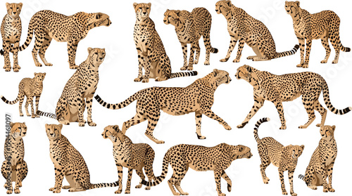 Cheetah Wild Cat Poses Collection Vector Illustration Set, African Wildlife Predator in Different Standing Walking Sitting Positions Isolated