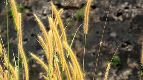 Bloomed grass plants swaying in the wind