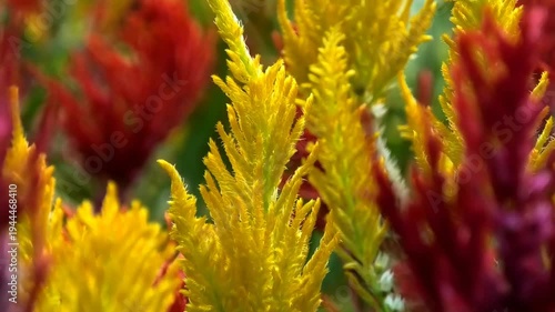 Beautiful garden plants in bloom with colorful flowers