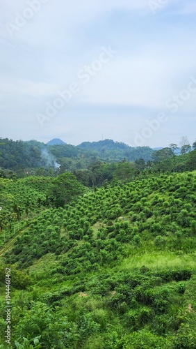 Lush Tropical Hills and Green Plantation Landscape with Misty Jungle Mountains