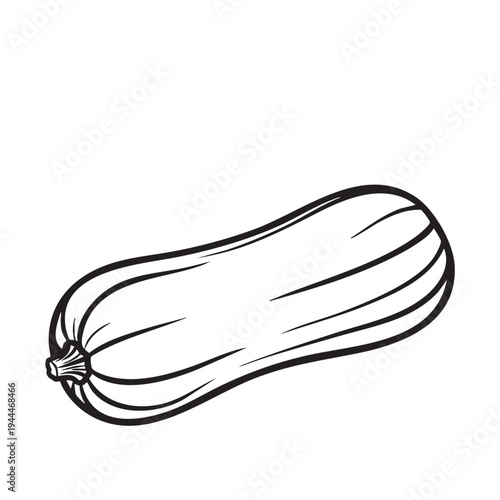 Long zucchini squash vegetable isolated on white background, smooth skin with faint lines, healthy summer squash ingredient, simple line drawing for cooking or garden themes