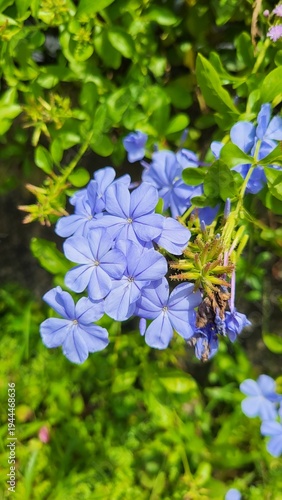 Blue Plumbago Flowers Blooming in Tropical Garden Close-Up
