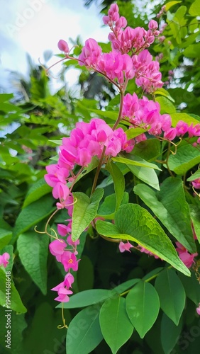 Vibrant Pink Bougainvillea Flowers with Small White Blossoms Close-Up