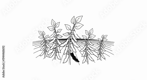 A line drawing of several soybean plants with pods and leaves
