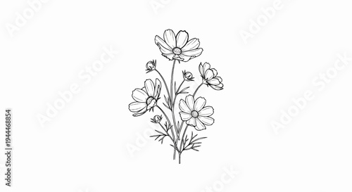 A delicate sketch of a bouquet of cosmos flowers with buds