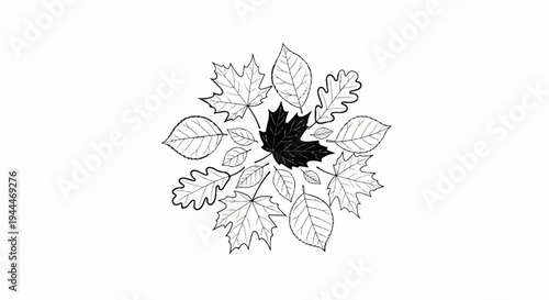 Radial arrangement of diverse hand-drawn leaves, one black, others outlined