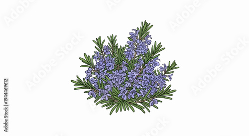 A cluster of blooming rosemary with delicate purple flowers and green leaves