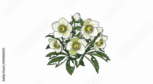 A cluster of delicate white hellebore flowers with green centers, detailed green leaves below