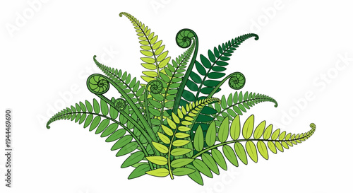 A cluster of green fern fronds unfurling and growing on a white background