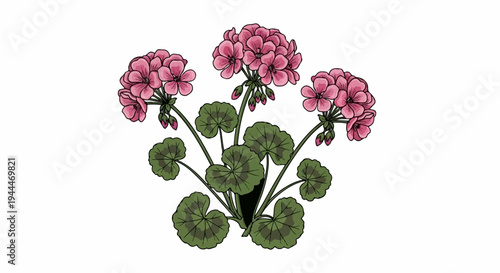 A clustered arrangement of pink flowers with green, lobed leaves