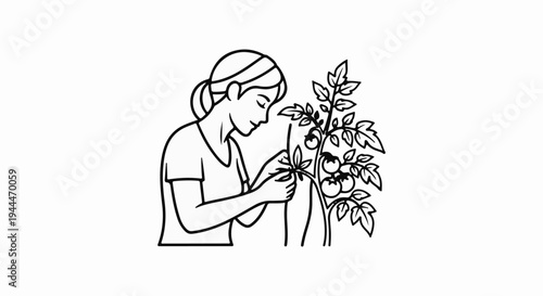 Person tending to a tomato plant with ripe fruit