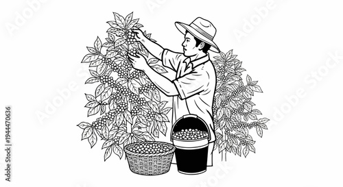 Man picking coffee beans from bushes, with full basket and bucket