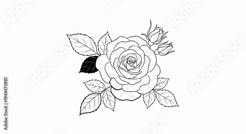 A detailed black and white sketch of a single rose with two buds and leaves