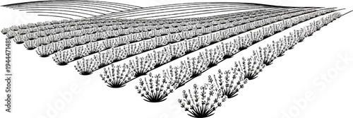 A monochromatic ink drawing of vast rows of lavender plants under rolling hills