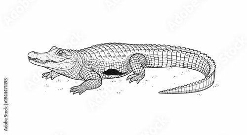 A detailed line drawing of a crocodile resting on sandy ground