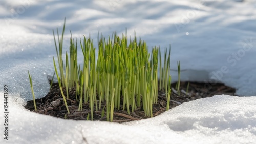 Bright green shoots emerging through melting snow. Young grass growing out of dark soil in early spring. New life and seasonal change concept