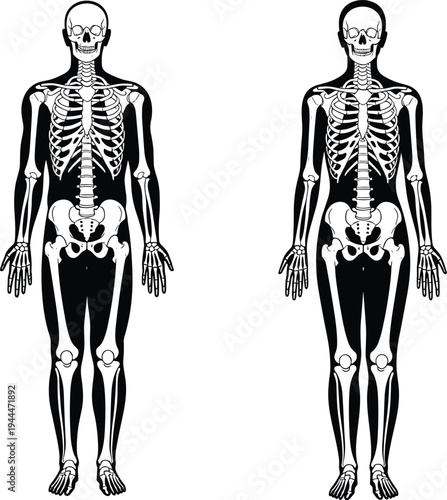 human skeleton anatomy vector illustration, male and female skeletal system front view, medical bone structure diagram, anatomical education reference design