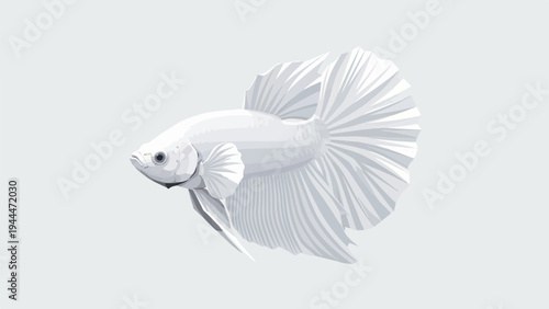 A monochrome Siamese fighting fish with flowing fins