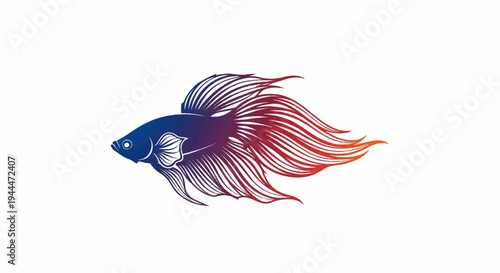 A graceful Siamese fighting fish with flowing fins displays a gradient