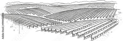 Lush vineyard rows stretch across rolling hills under a distant mountainous horizon