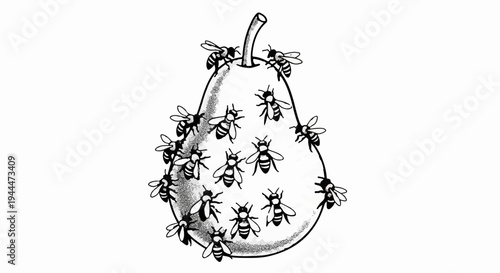Many bees swarm around and on a pear illustration