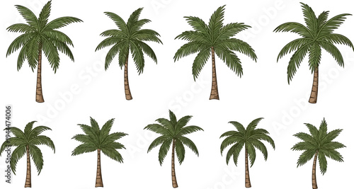A collection of eight illustrated palm trees on a white background