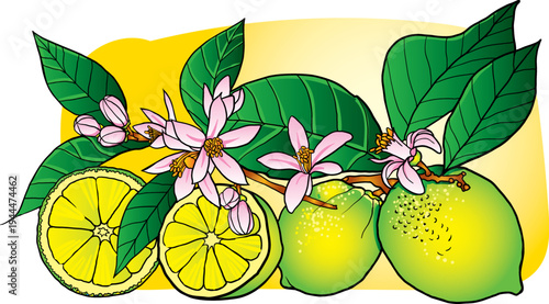 Fresh whole and sliced ​​limes and a flowering lime branch with leaves Vector illustration