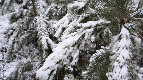 Serene winter pine forest with tall snow-laden evergreen trees, winding snowy paths, frosted branches, fallen bushes, and macro details of ice-covered pine needles. Tranquil snowy woodland.