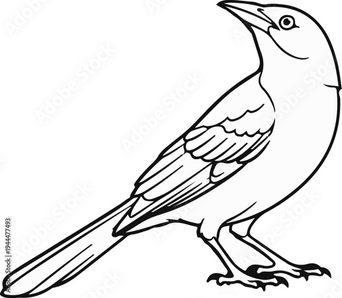 Outline drawing of a bird with long tail and sharp beak