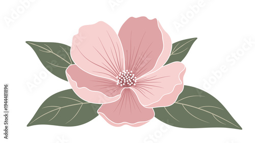 Elegant illustration of a large open pink blossom with delicate petals and a center cluster surrounded by dark green leaves.