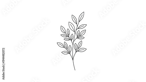 Minimalist black and white line drawing of a single plant branch with numerous small oval leaves growing from it.