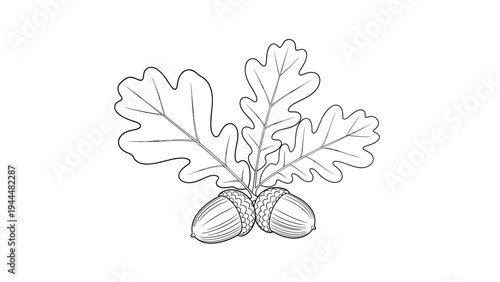 Detailed line drawing of two acorns attached to a small branch with three characteristic oak leaves in a classic botanical style.