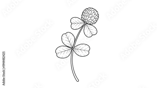 Delicate black and white line drawing of a clover plant showing its trifoliate leaves and a single round flower head in full bloom.
