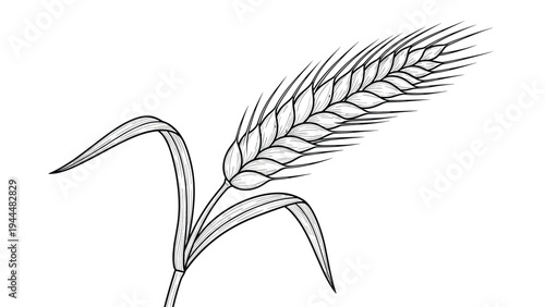 Detailed botanical illustration of a single stalk of wheat with a full ear of grain and two long narrow leaves in black and white art.