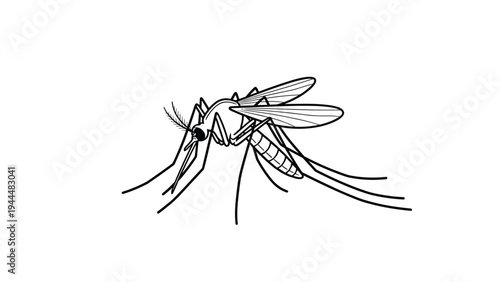 Detailed black and white line drawing of a mosquito showing its long legs, wings, and needle like proboscis in a clean profile view.