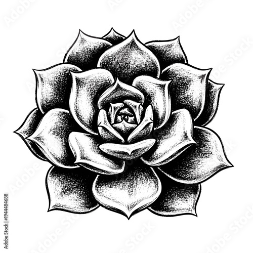 Detailed black and white sketch of a succulent plant with layered petals
