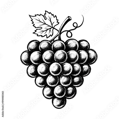 Hand-drawn sketch of a ripe bunch of dark grapes with a single leaf and vine