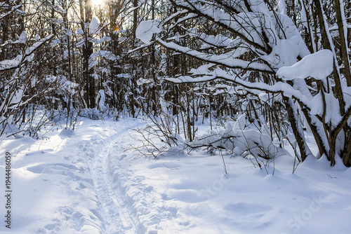 Photography view of ski trail in fresh snow in forest of park