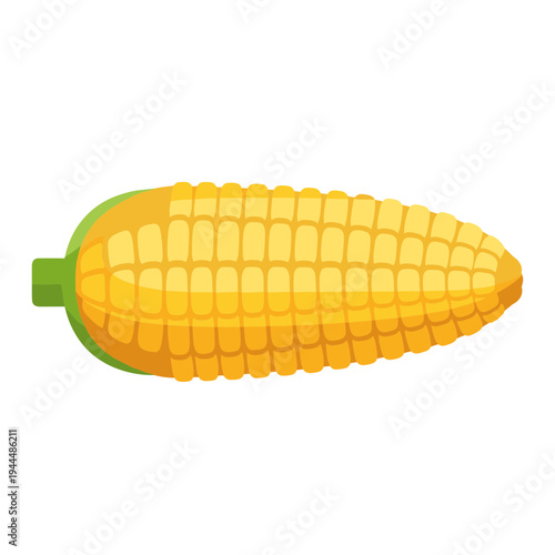 Bright yellow corn cob with green husk detail, isolated on white background