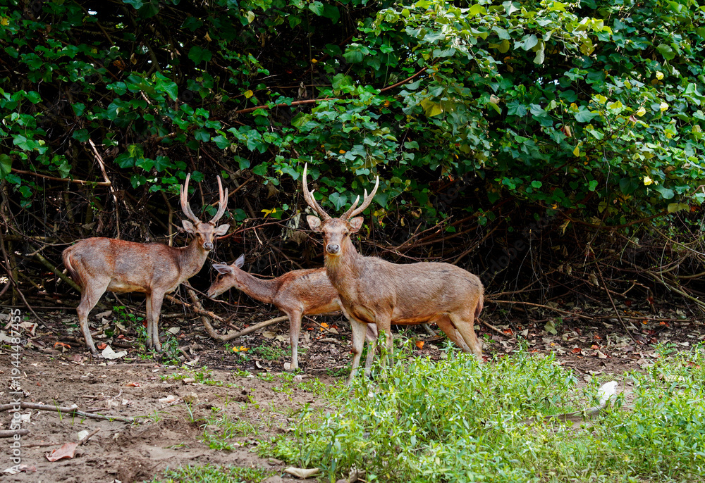 Obraz premium Group of Javan Rusa deer resting in tropical forest edge. Wild Rusa timorensis with majestic antlers in natural habitat. Perfect for wildlife documentary, nature conservation, and safari themes