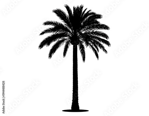 Silhouette of a solitary palm tree against a white background.
