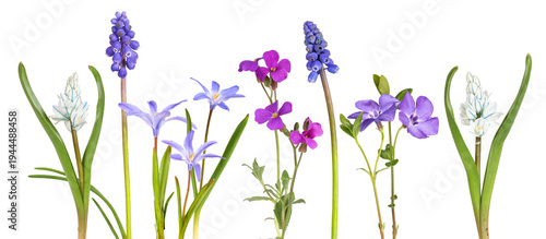 Fotografía Small spring flowers such as the striped squill, the blue grape hyacinth, or the
